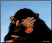 Singe
